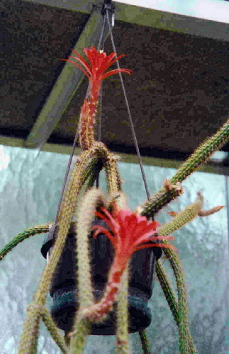 aporocactus mallisonii